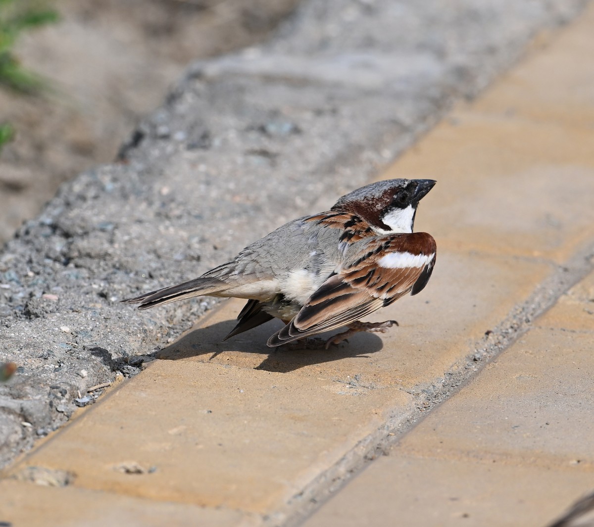 House Sparrow (Indian) - ML617571462