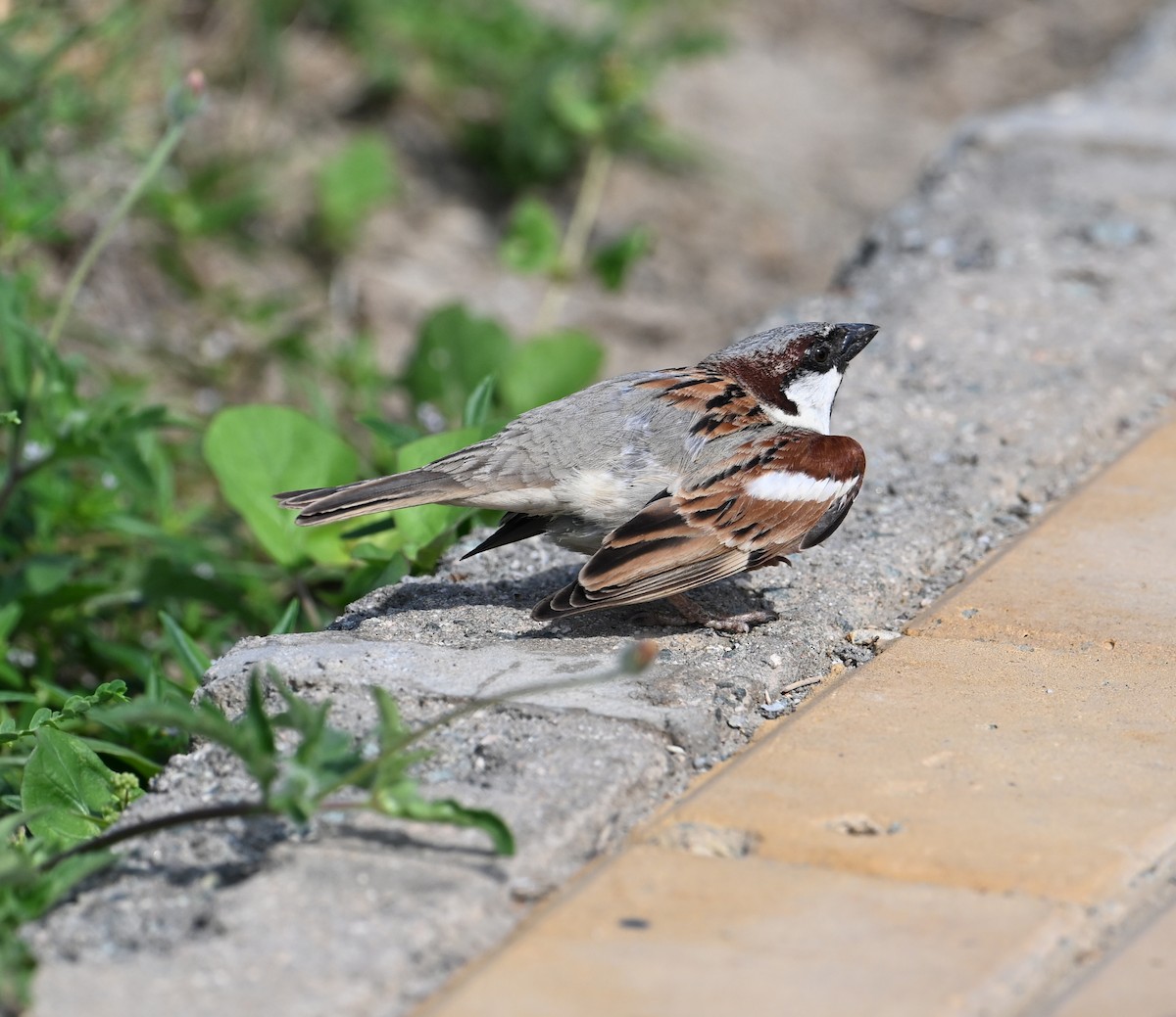House Sparrow (Indian) - ML617571464