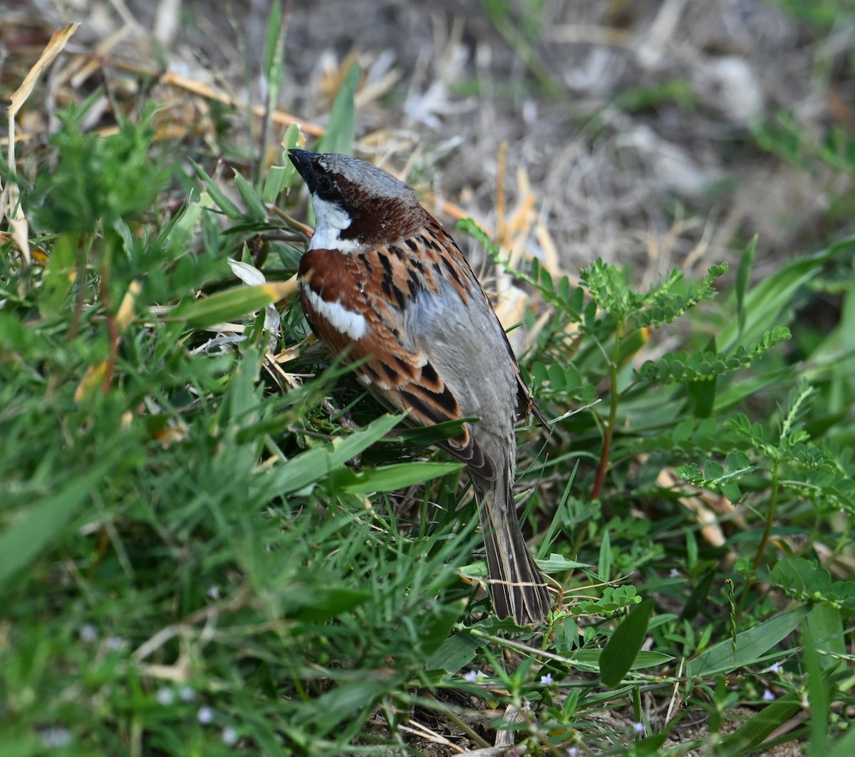 House Sparrow (Indian) - ML617571465