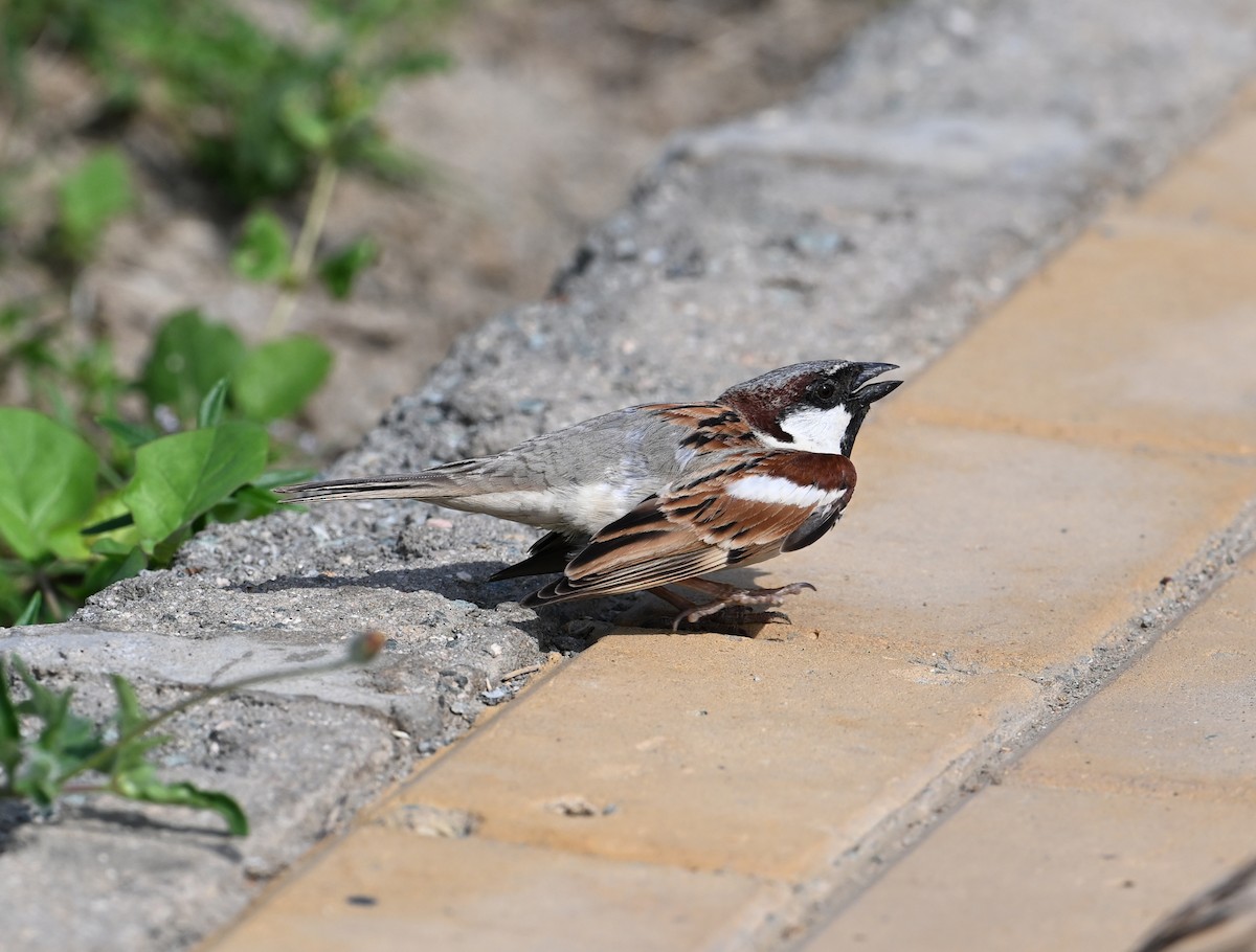 House Sparrow (Indian) - David Darrell-Lambert