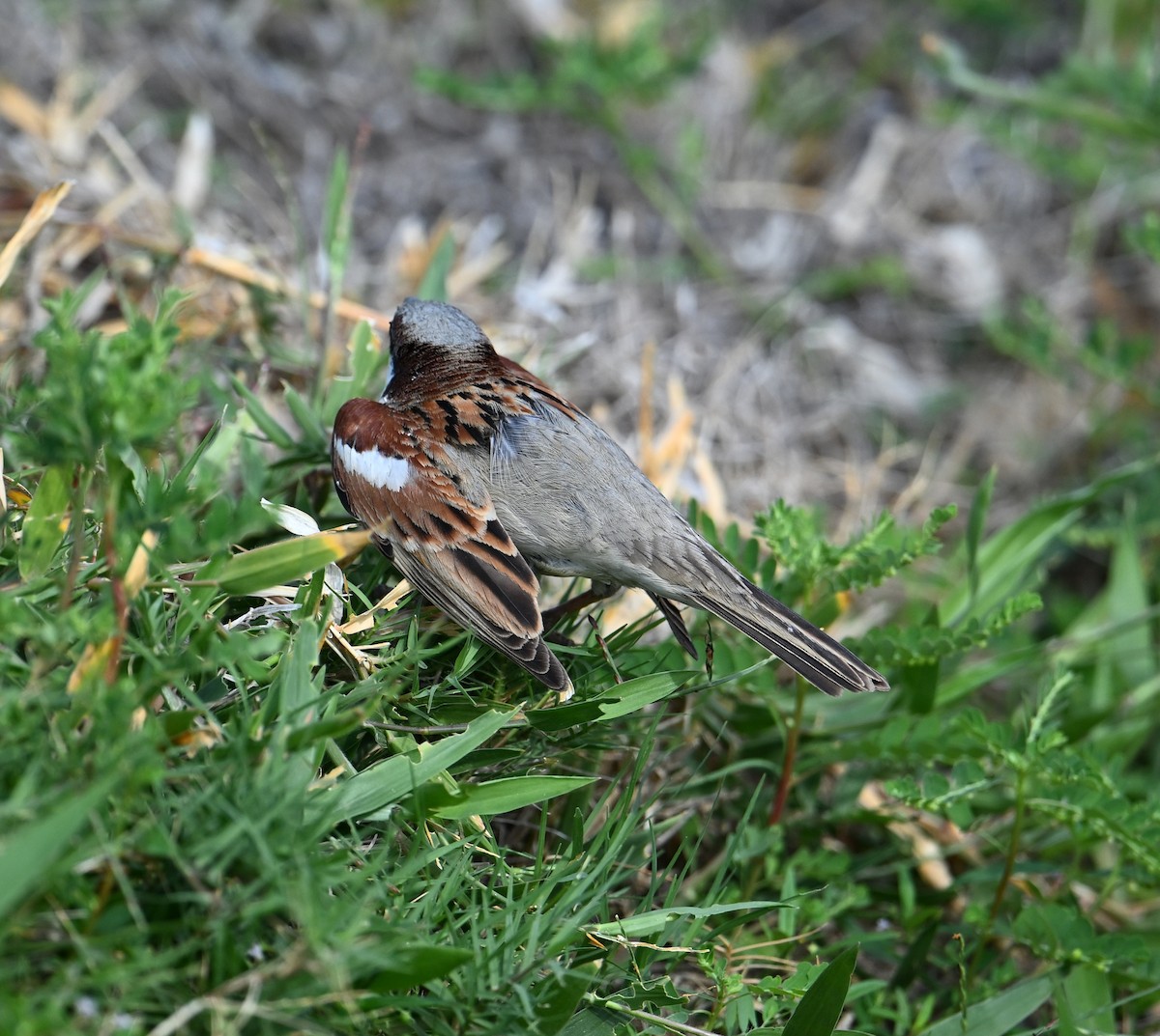 House Sparrow (Indian) - ML617571467