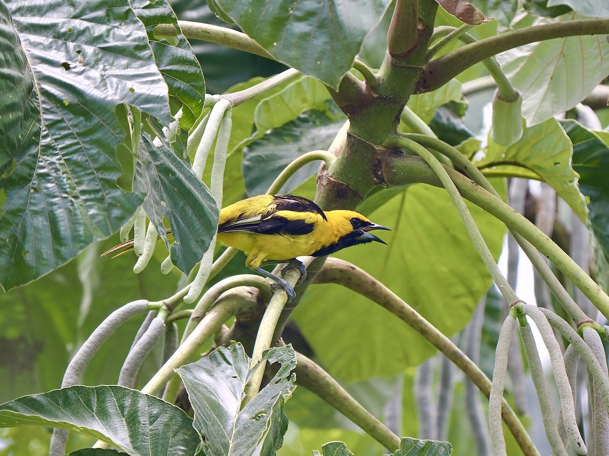 Yellow-tailed Oriole - ML617571497
