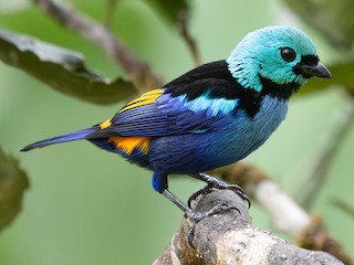  - Seven-colored Tanager