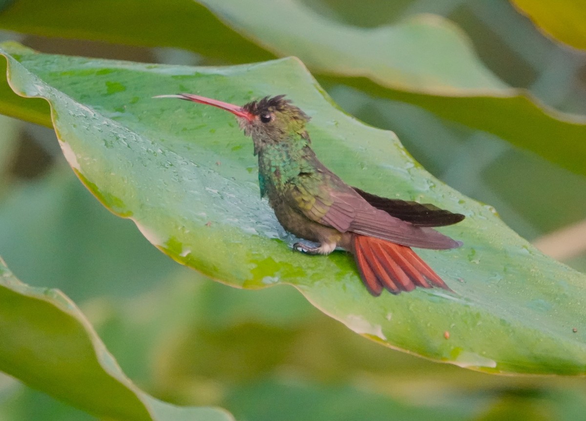 Rufous-tailed Hummingbird - ML617571535