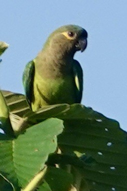 Brown-throated Parakeet - ML617571571