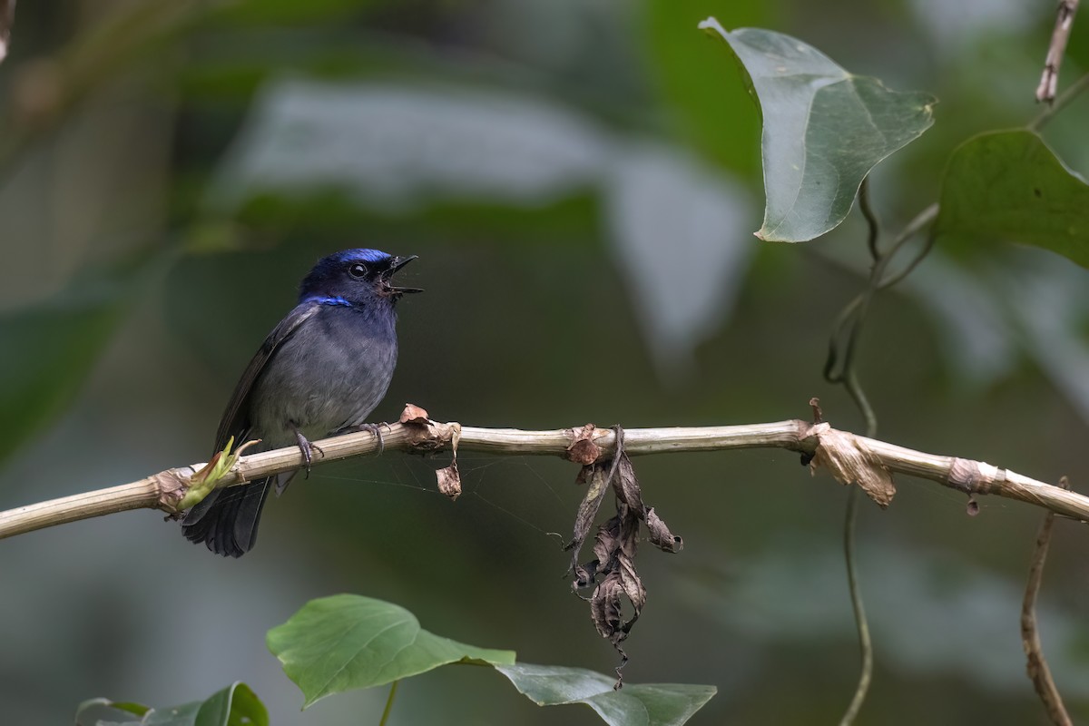 Small Niltava - Chris Venetz | Ornis Birding Expeditions