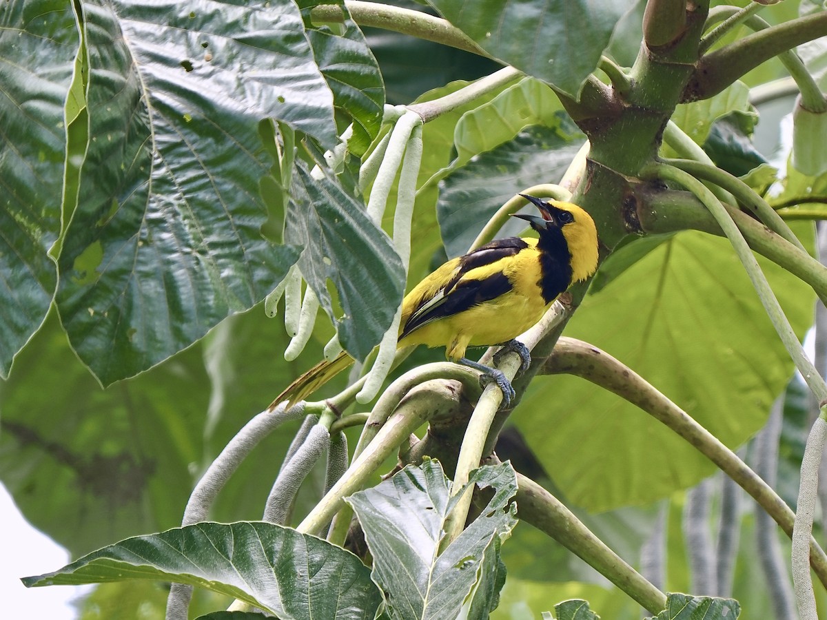 Yellow-tailed Oriole - Gabriel Willow