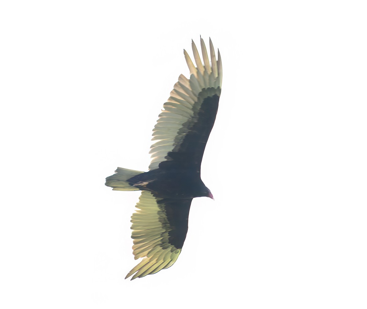 Turkey Vulture - ML617571738