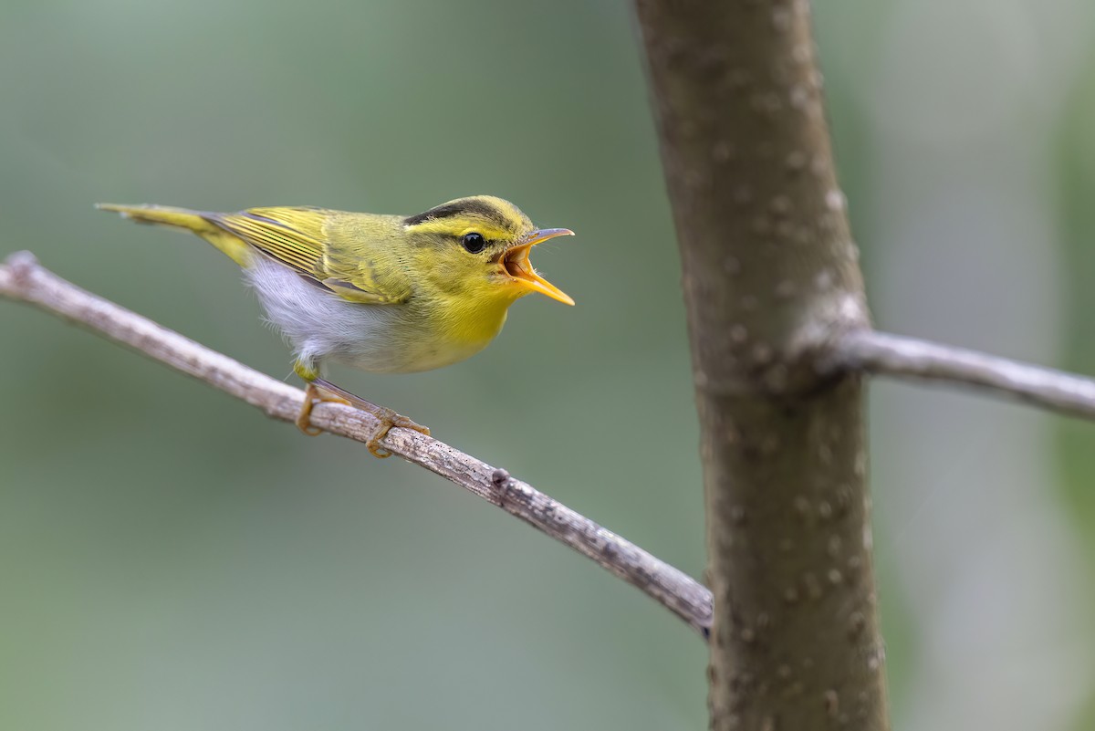 Yellow-vented Warbler - ML617571779