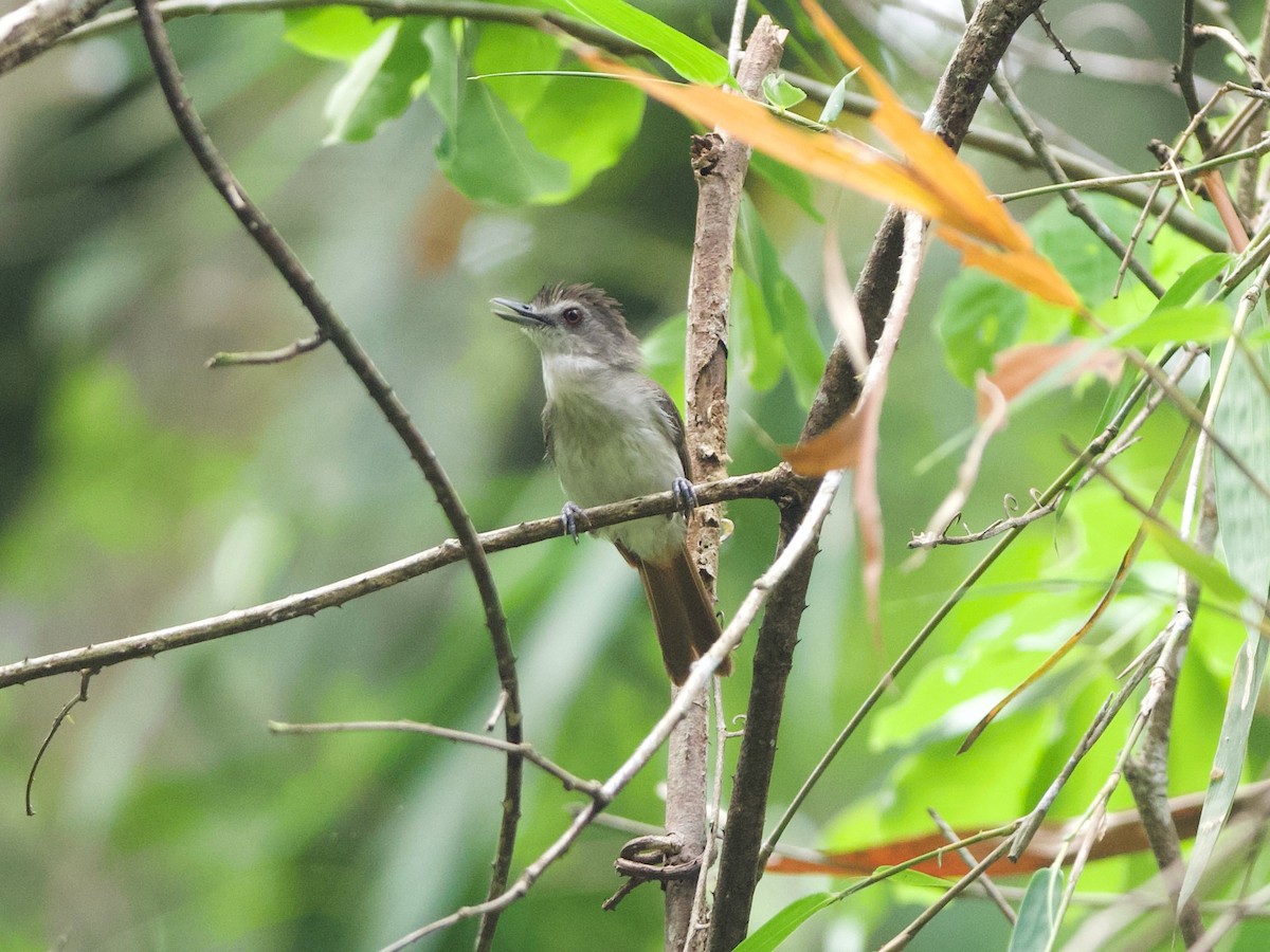 Sooty-capped Babbler - ML617571883