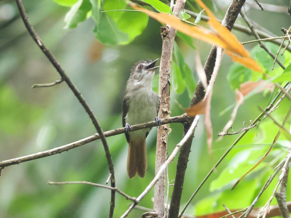 Sooty-capped Babbler - ML617571884