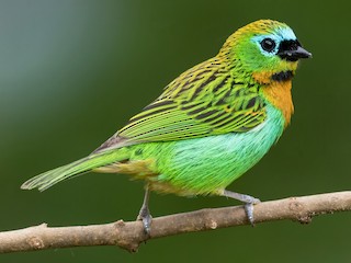  - Brassy-breasted Tanager