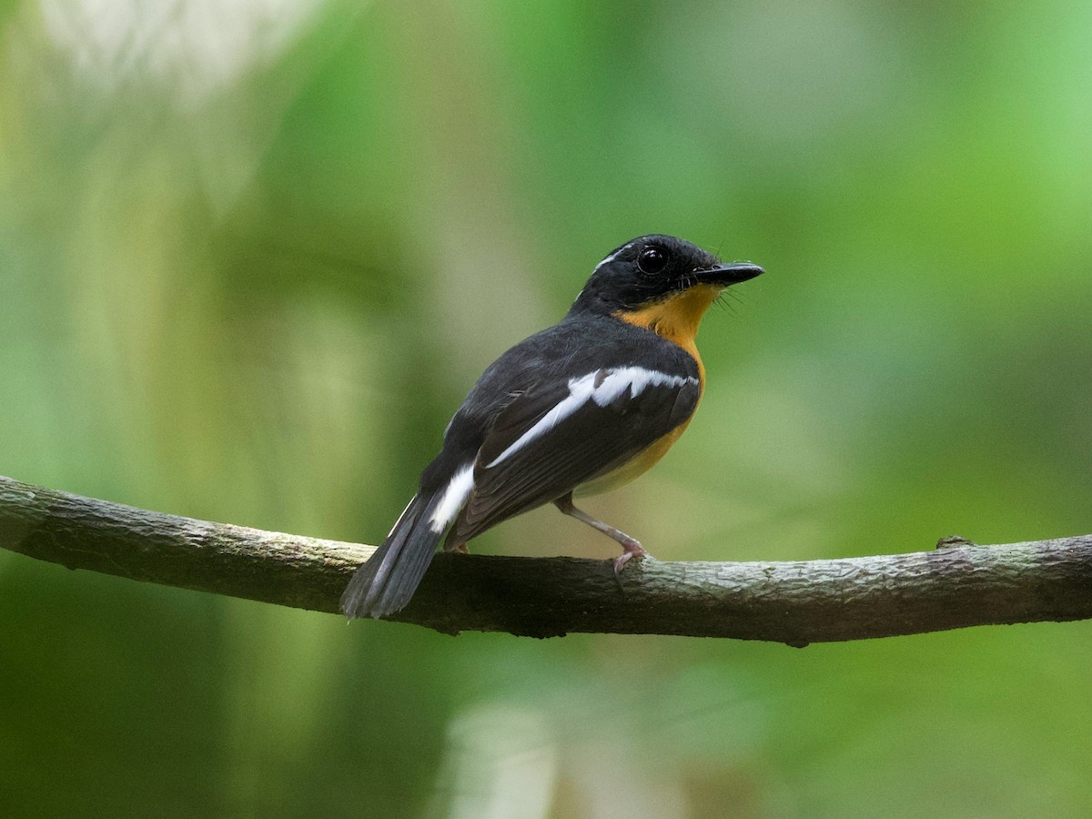 Rufous-chested Flycatcher - Yingyod  Lapwong
