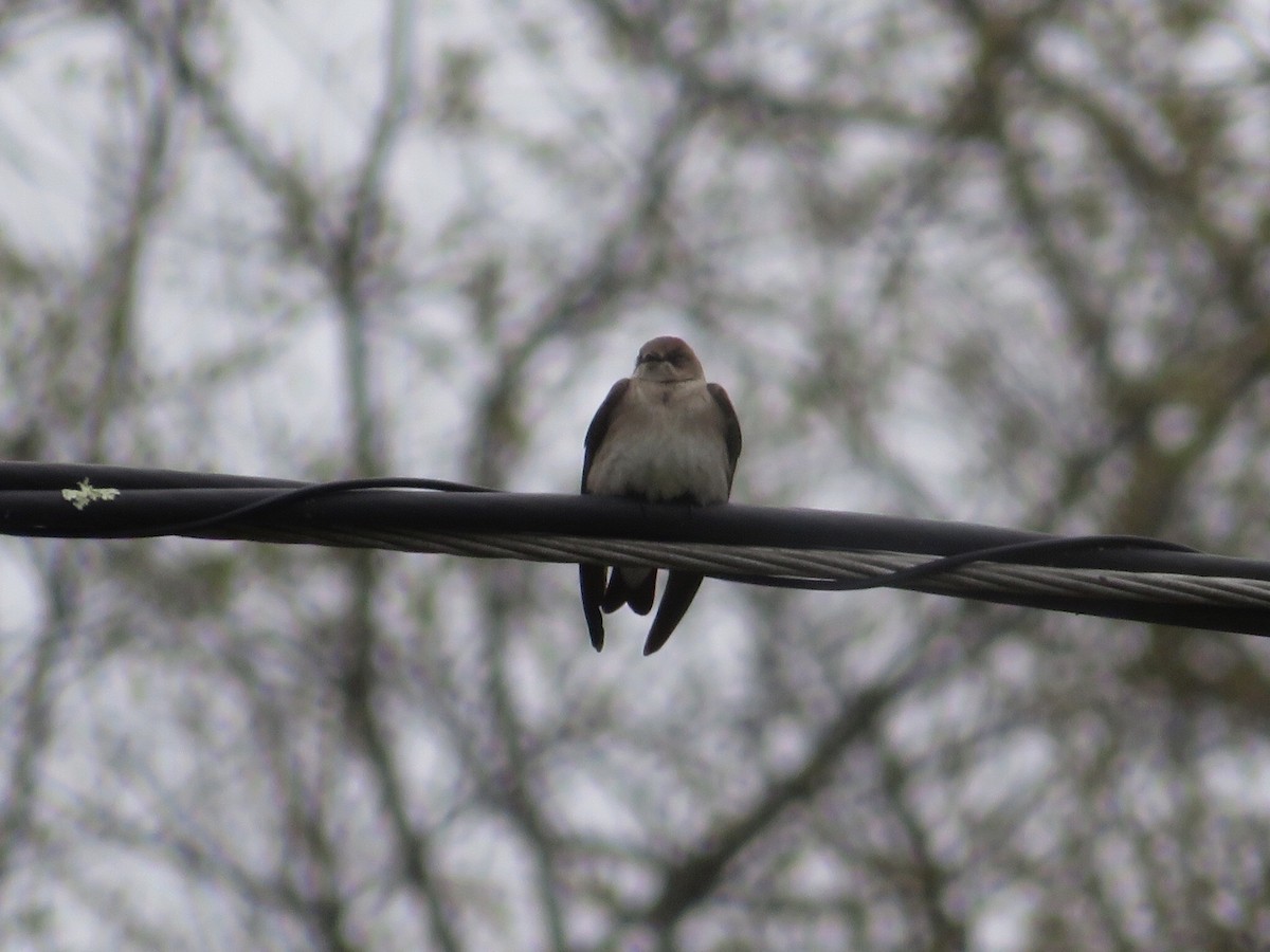 Northern Rough-winged Swallow - Deb Caron