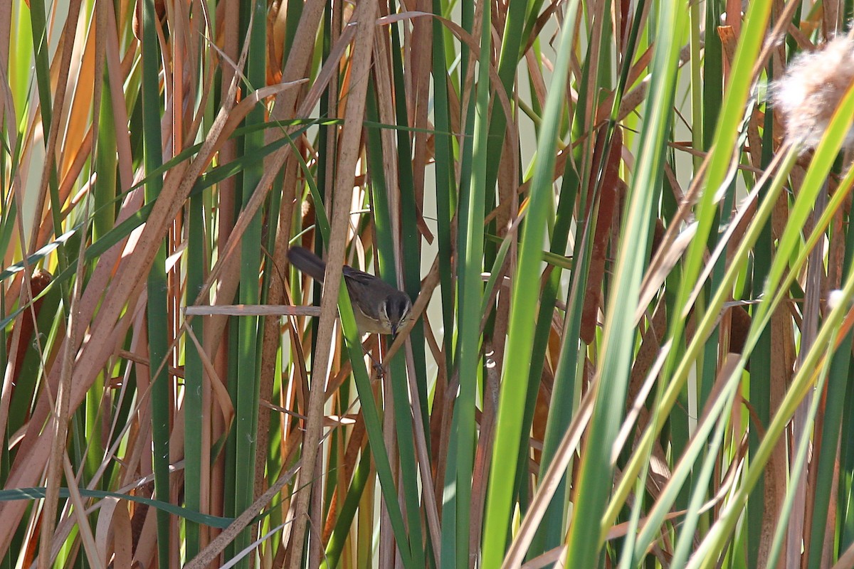 Black-browed Reed Warbler - ML617571926