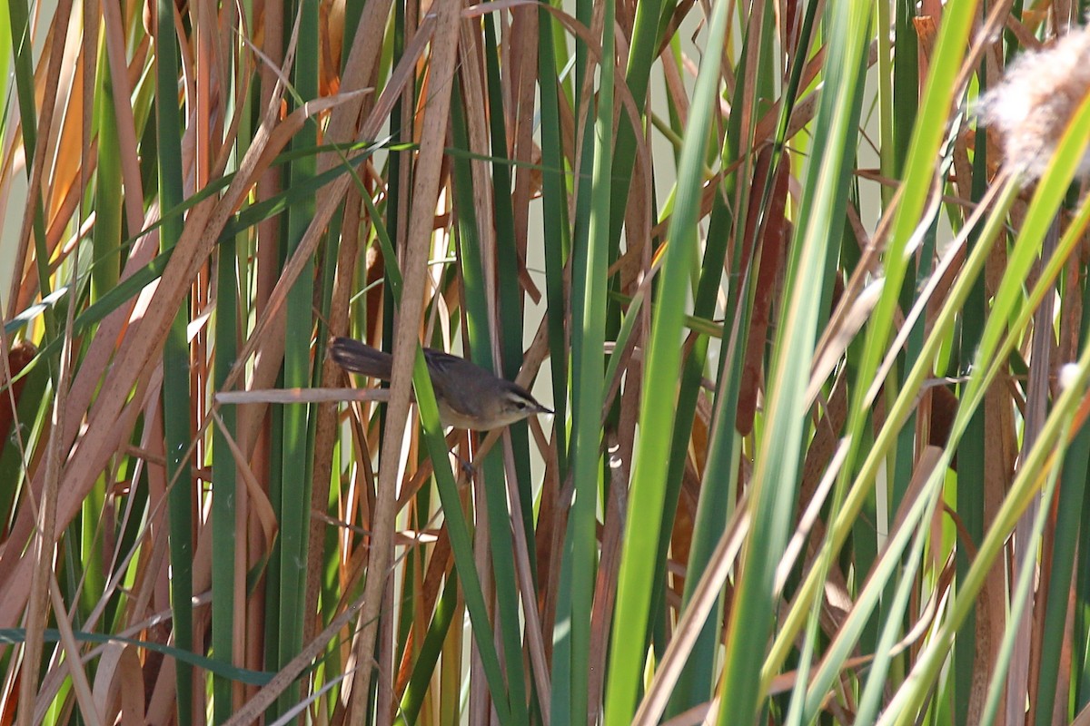 Black-browed Reed Warbler - ML617571929