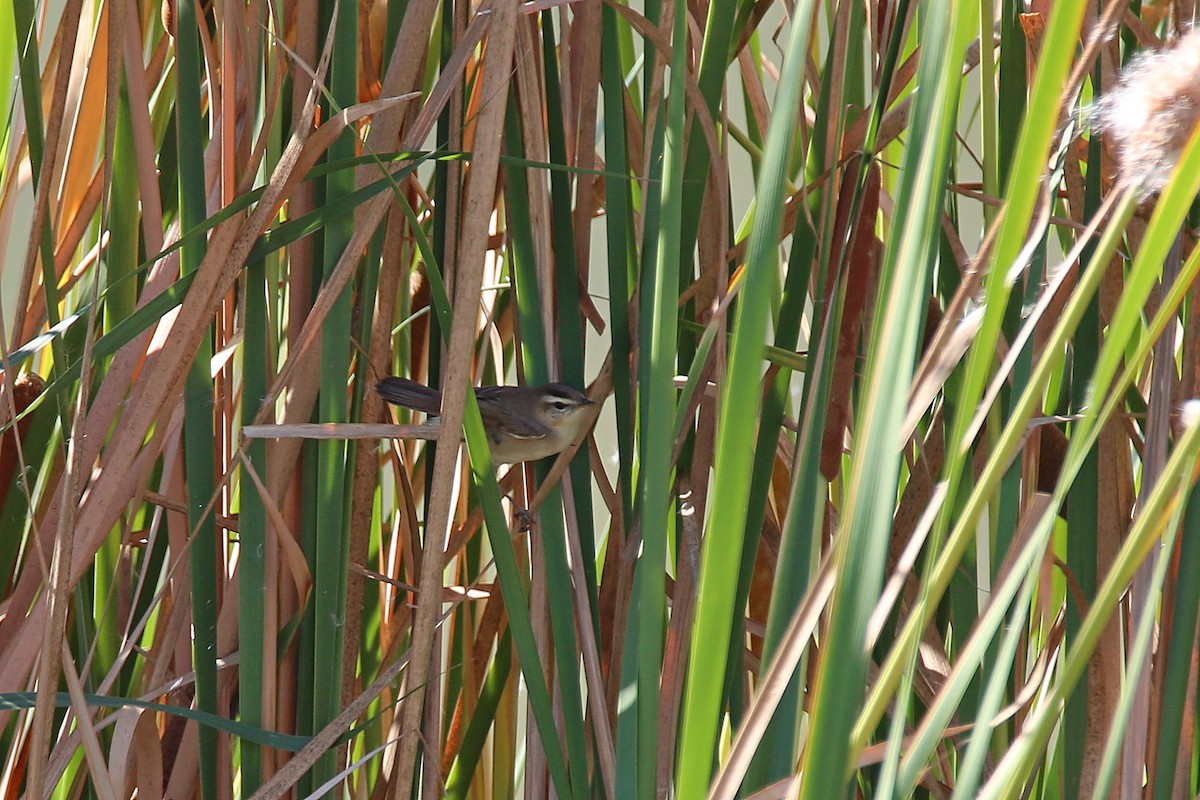 Black-browed Reed Warbler - ML617571930