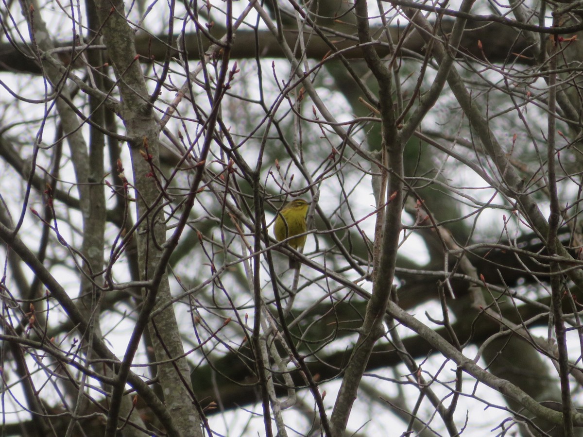 Palm Warbler (Yellow) - ML617571956