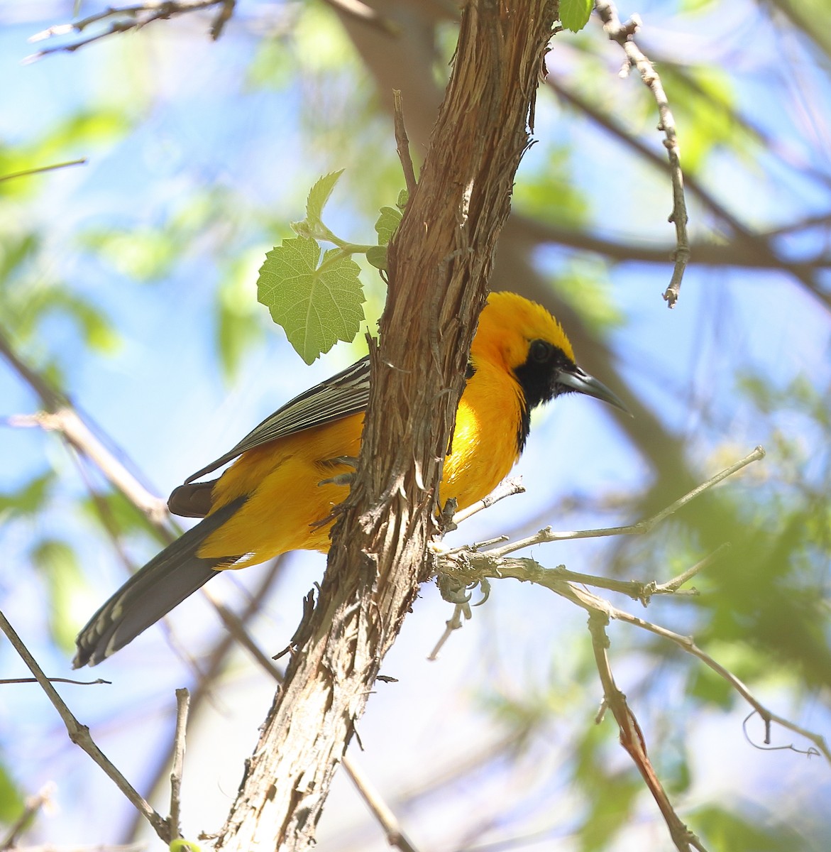 Hooded Oriole - Patricia Isaacson