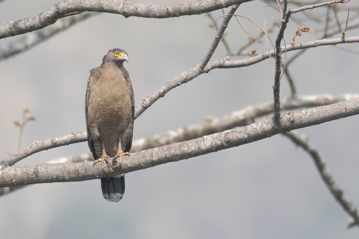 Crested Serpent-Eagle (Crested) - Chris Venetz | Ornis Birding Expeditions