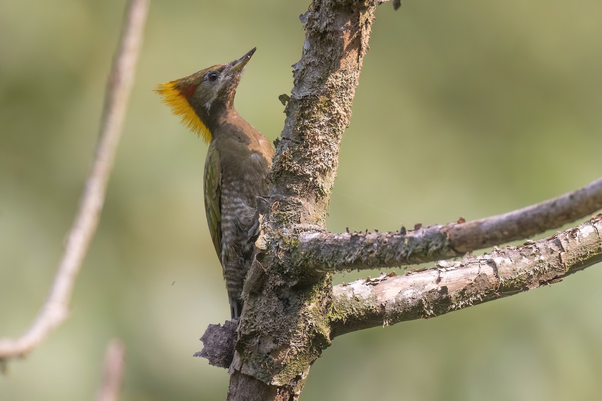 Lesser Yellownape - Chris Venetz | Ornis Birding Expeditions