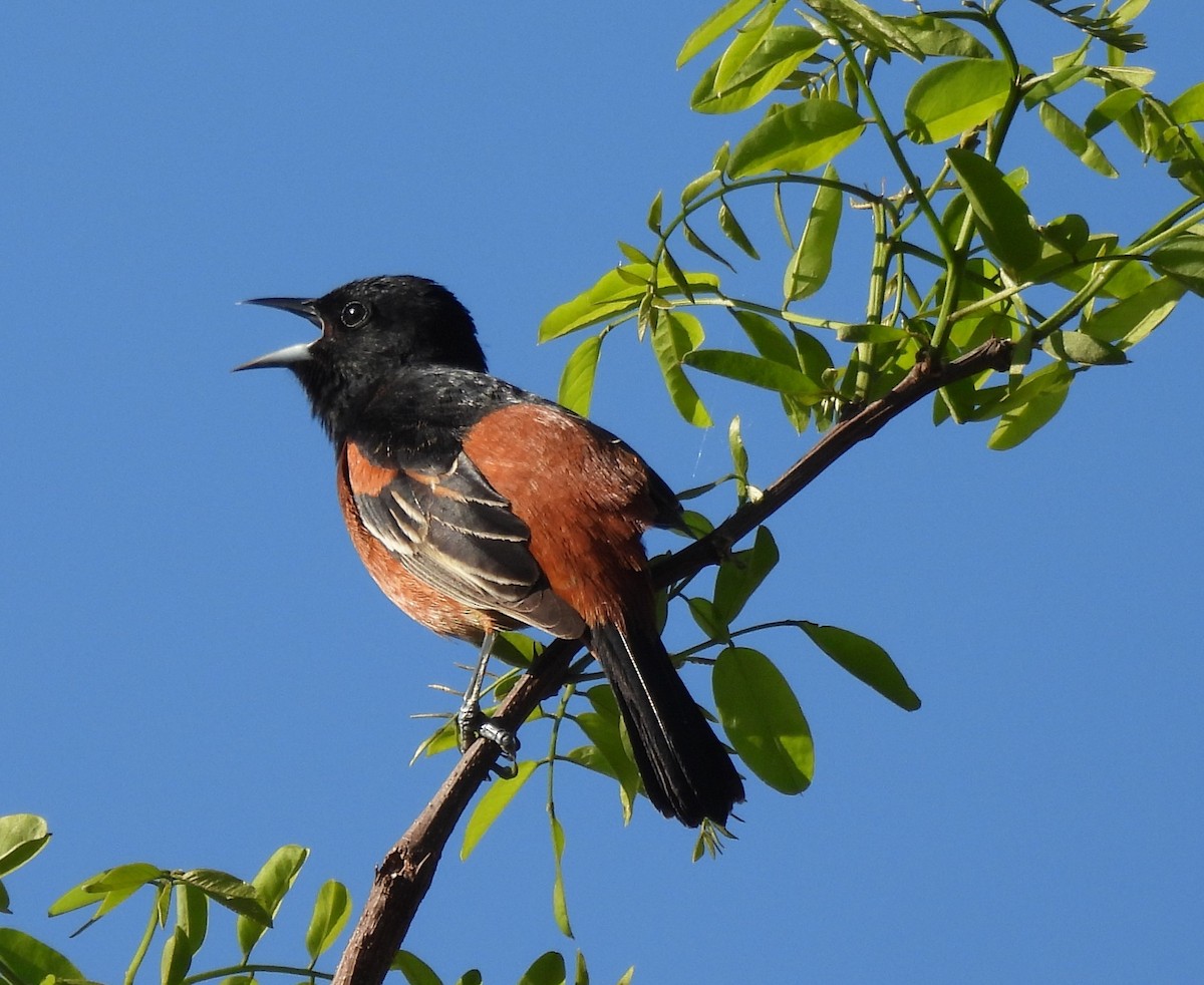 Orchard Oriole - ML617572025