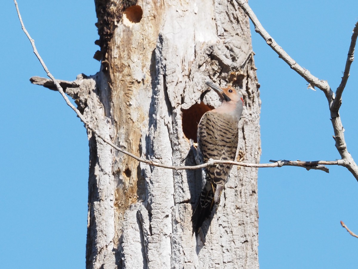 Northern Flicker (Yellow-shafted) - ML617572026