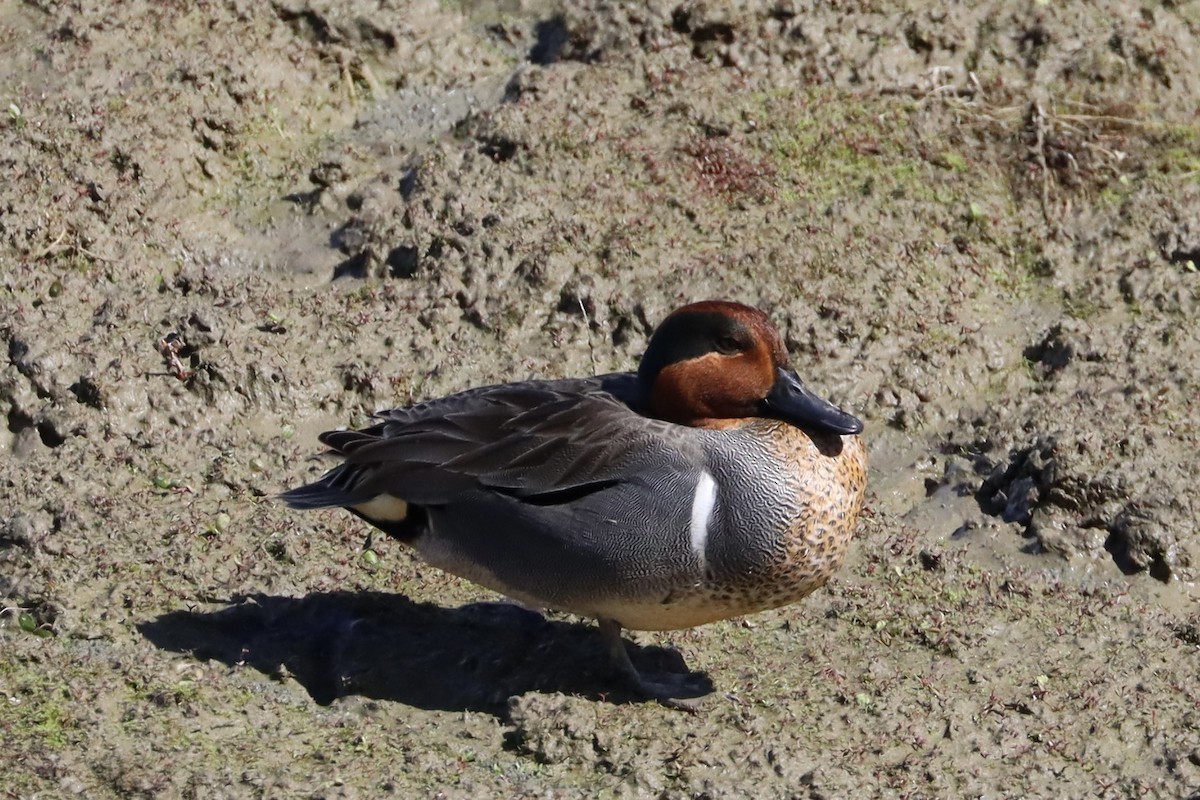 Green-winged Teal - ML617572045