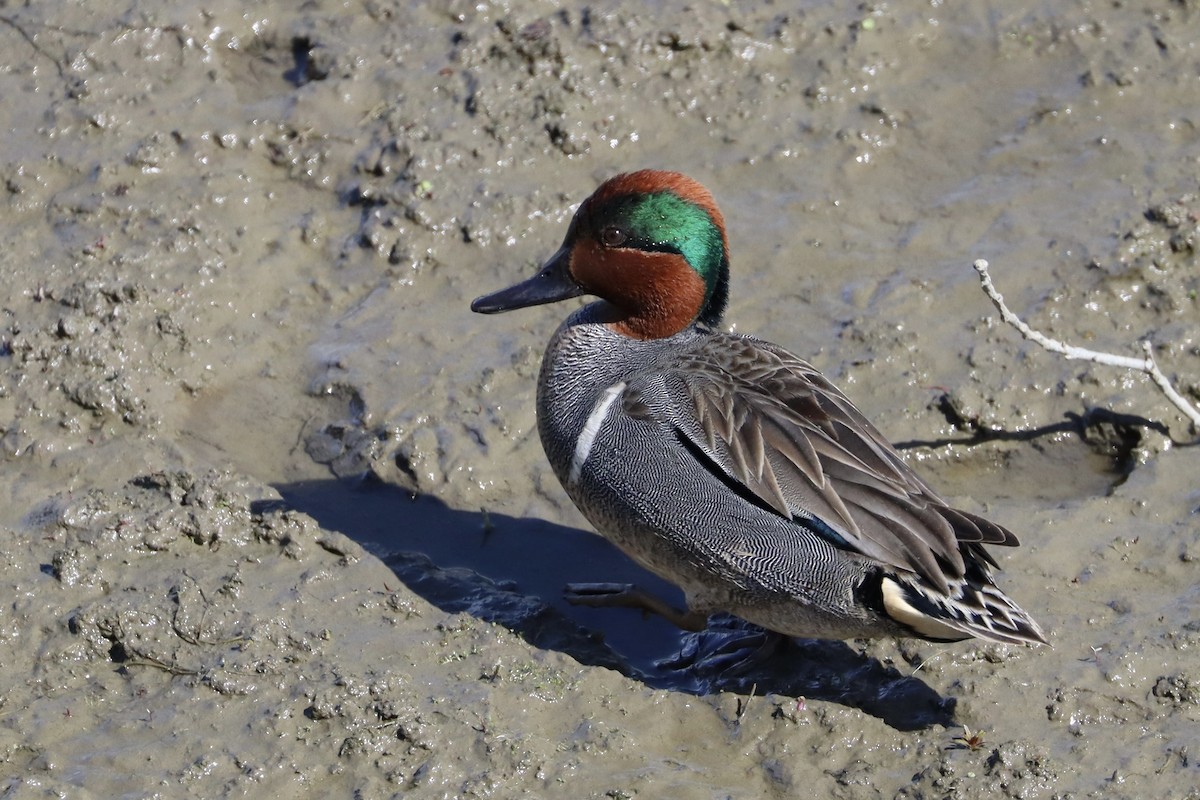 Green-winged Teal - ML617572046