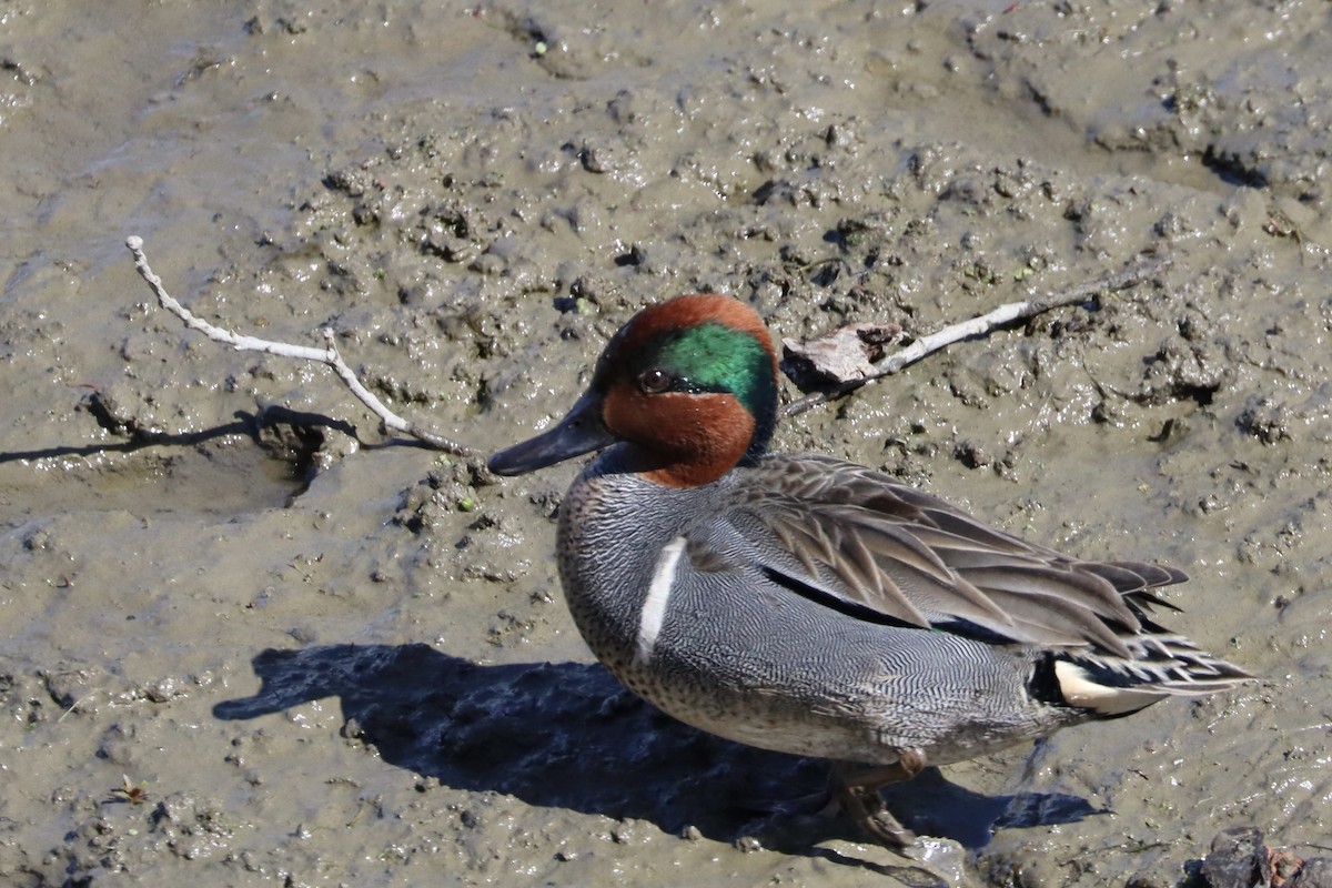 Green-winged Teal - ML617572047