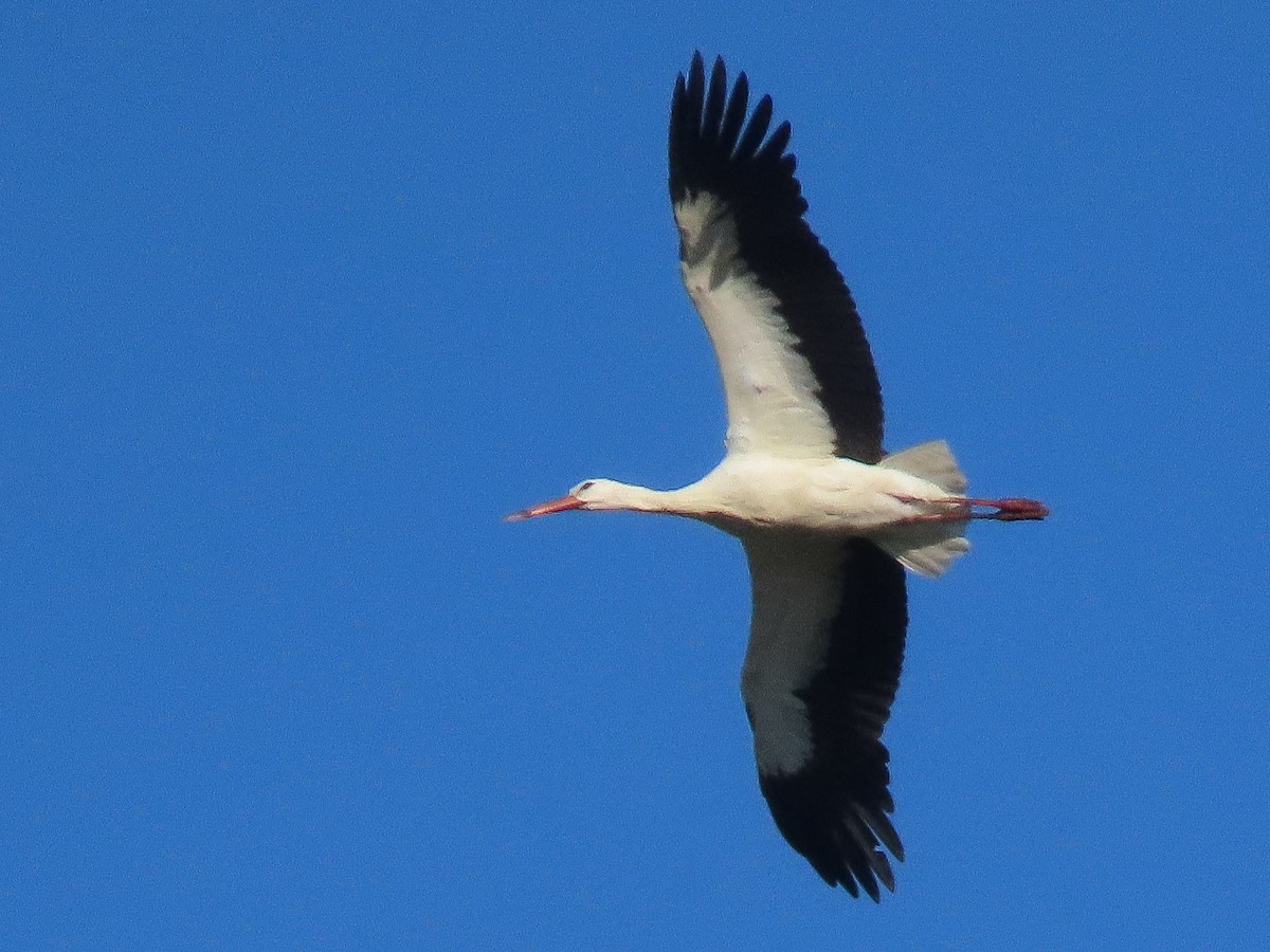 White Stork - Paco Torralba