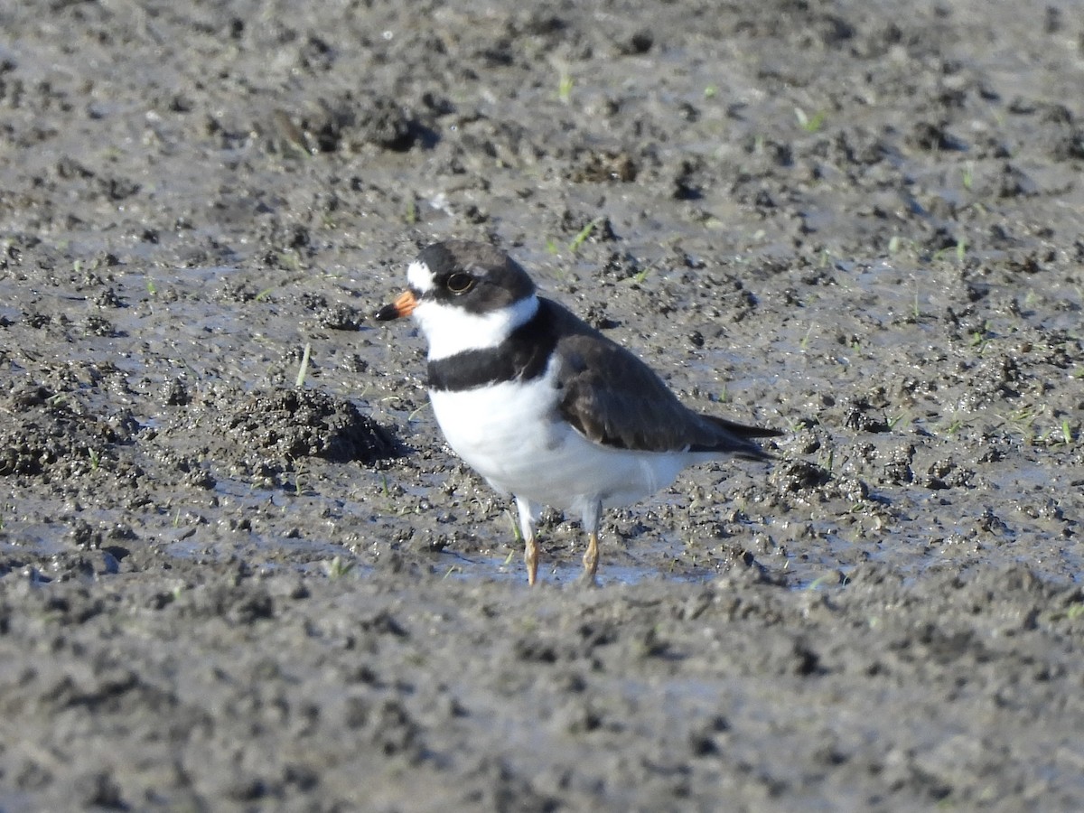Semipalmated Plover - ML617572154