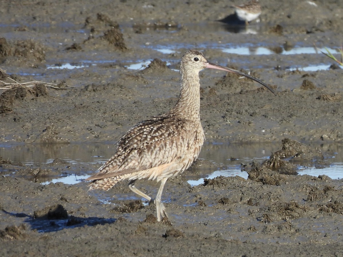 Long-billed Curlew - ML617572184