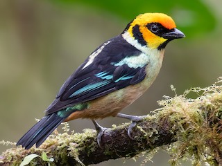 Adult (Yellow-faced) - Ben  Lucking - ML617572286