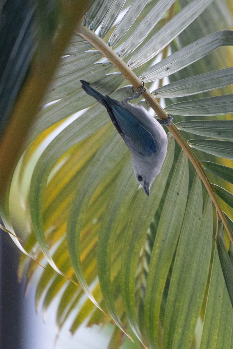 Blue-gray Tanager - Andrea Heine