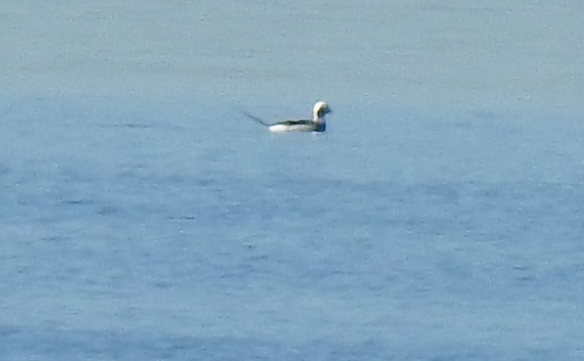 Long-tailed Duck - ML617572307