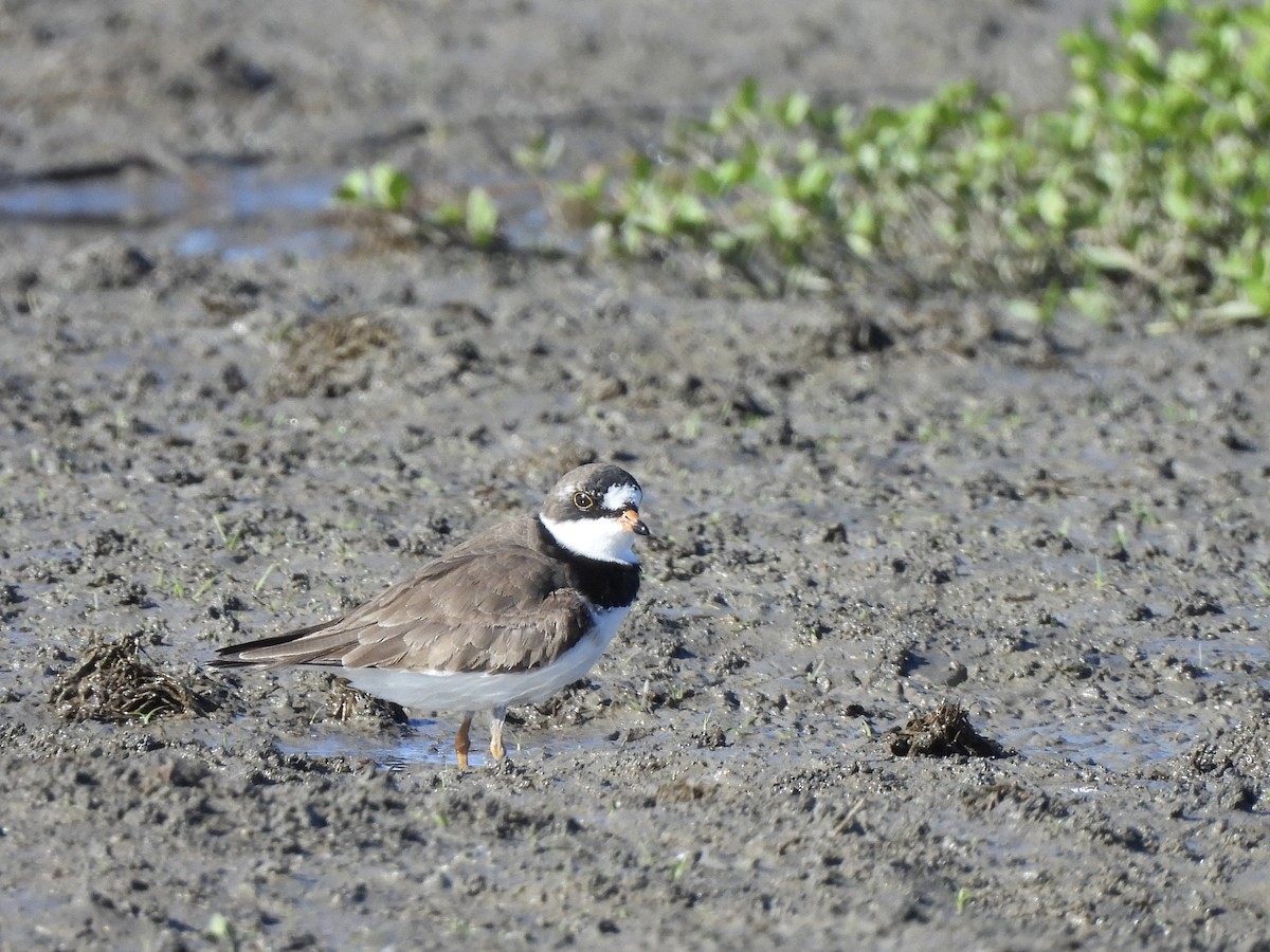 Semipalmated Plover - ML617572318