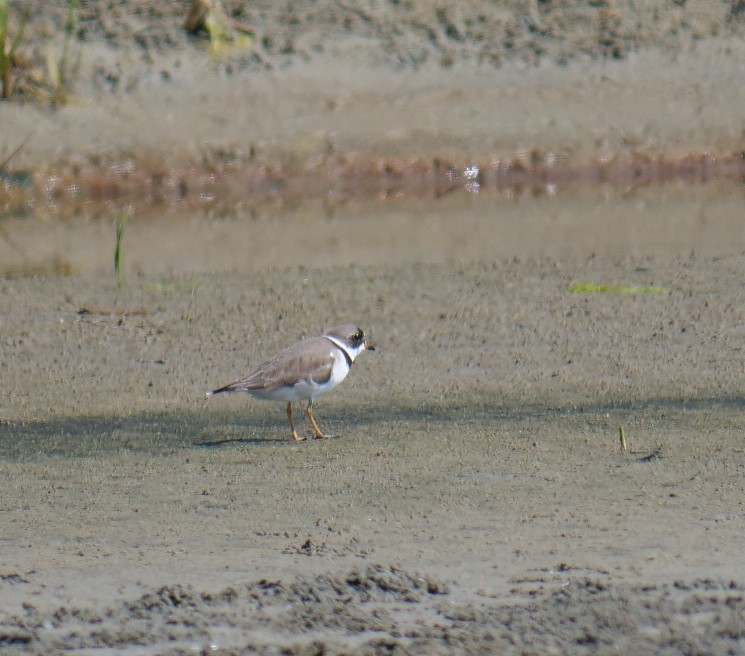 Semipalmated Plover - ML617572321