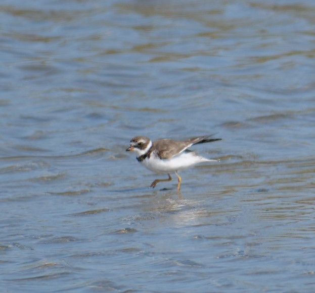 Semipalmated Plover - ML617572329