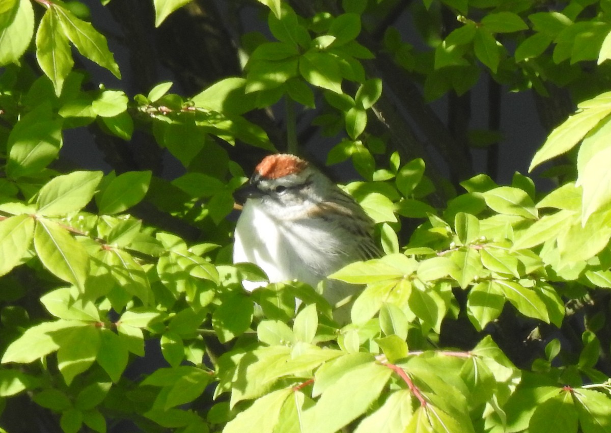 Chipping Sparrow - ML617572333