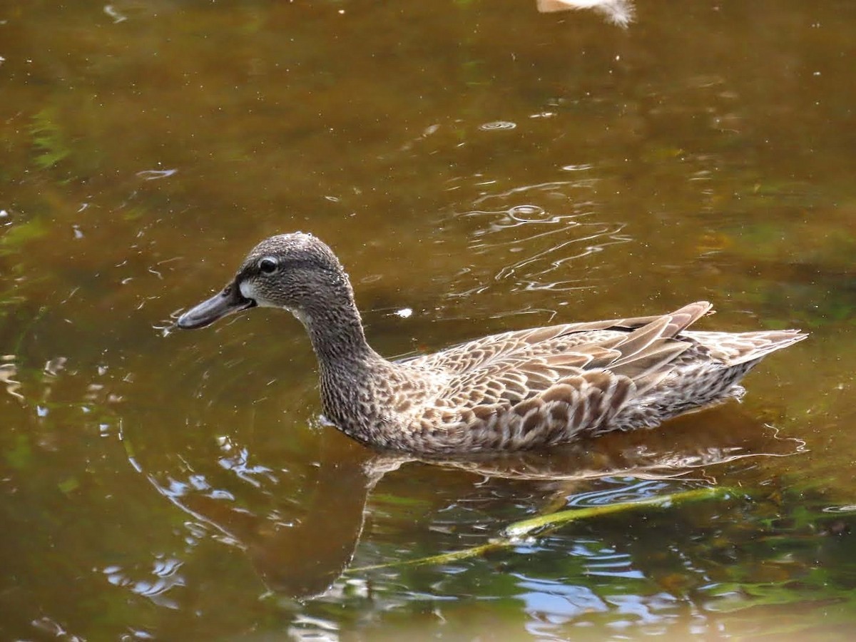 Blue-winged Teal - Marcia Yeip