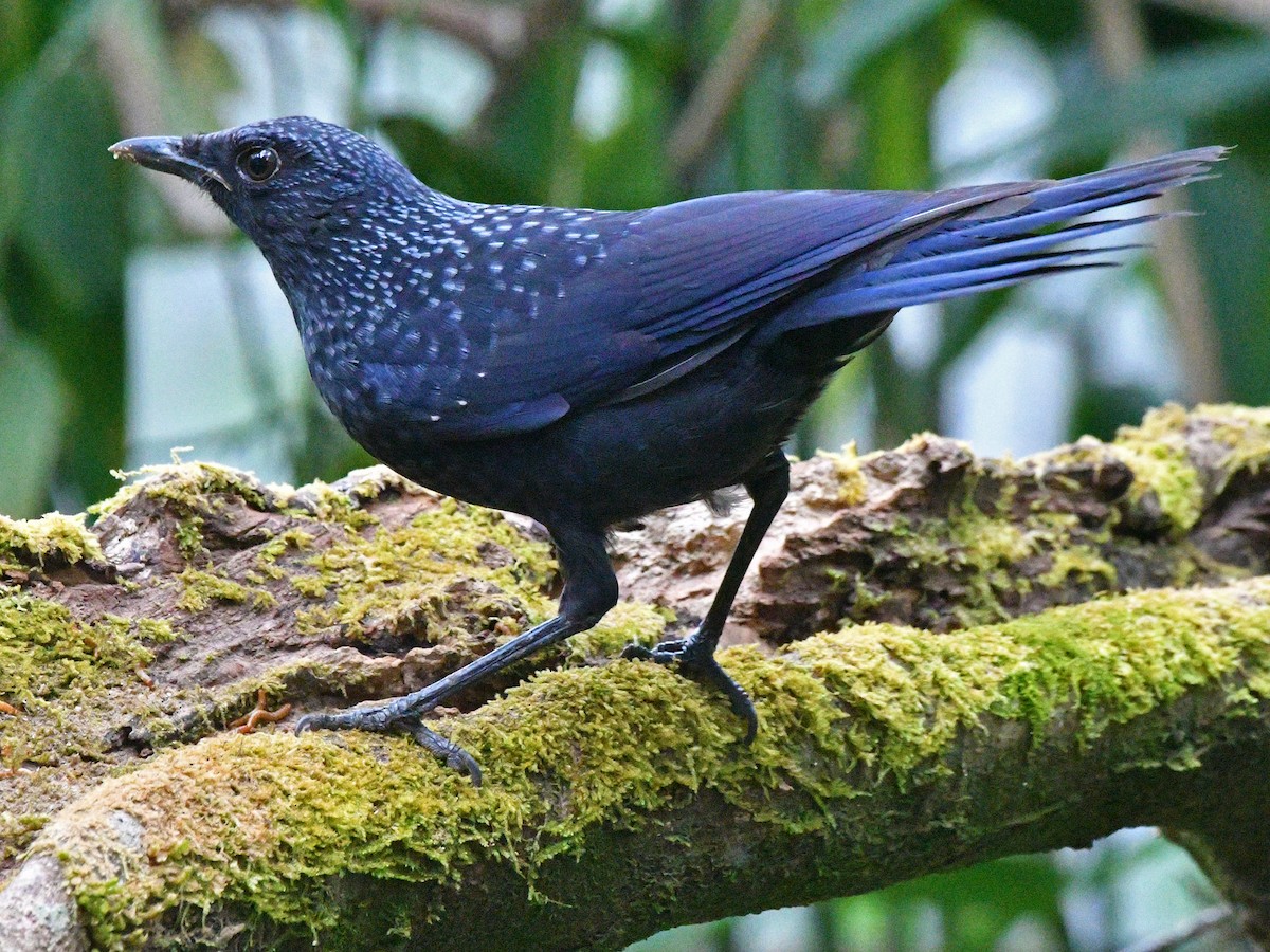 Blue Whistling-Thrush - Brian Carruthers