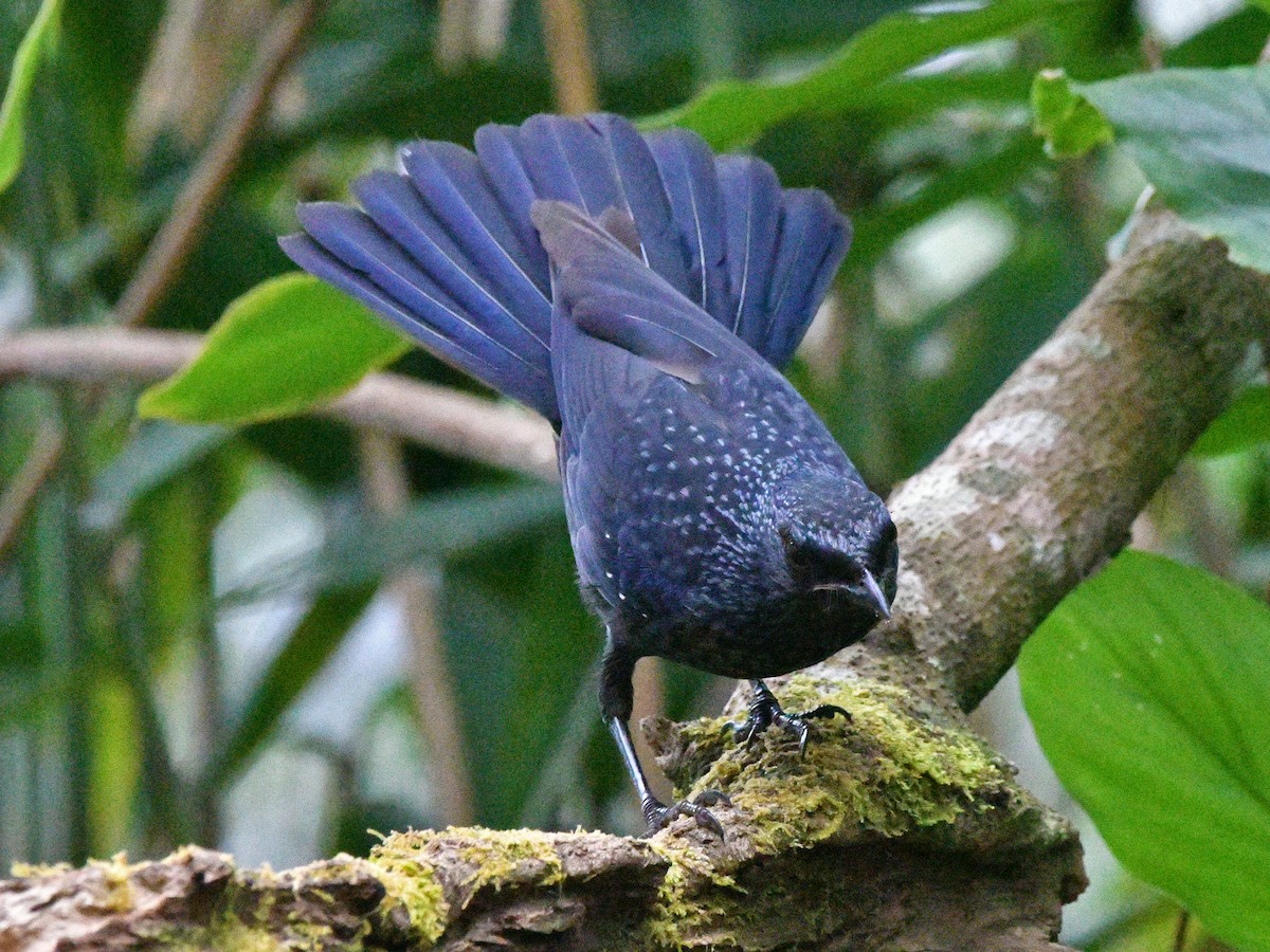 Blue Whistling-Thrush - Brian Carruthers
