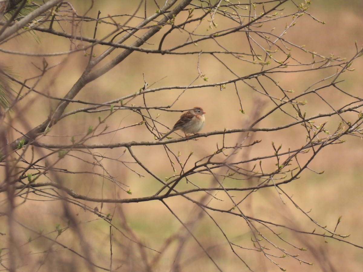 Field Sparrow - John McKay