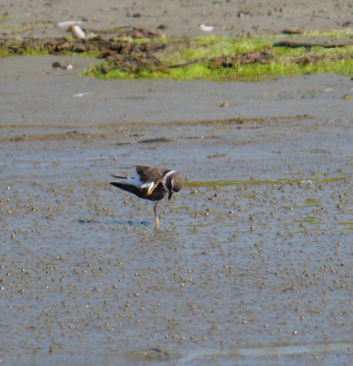 Semipalmated Plover - ML617572348