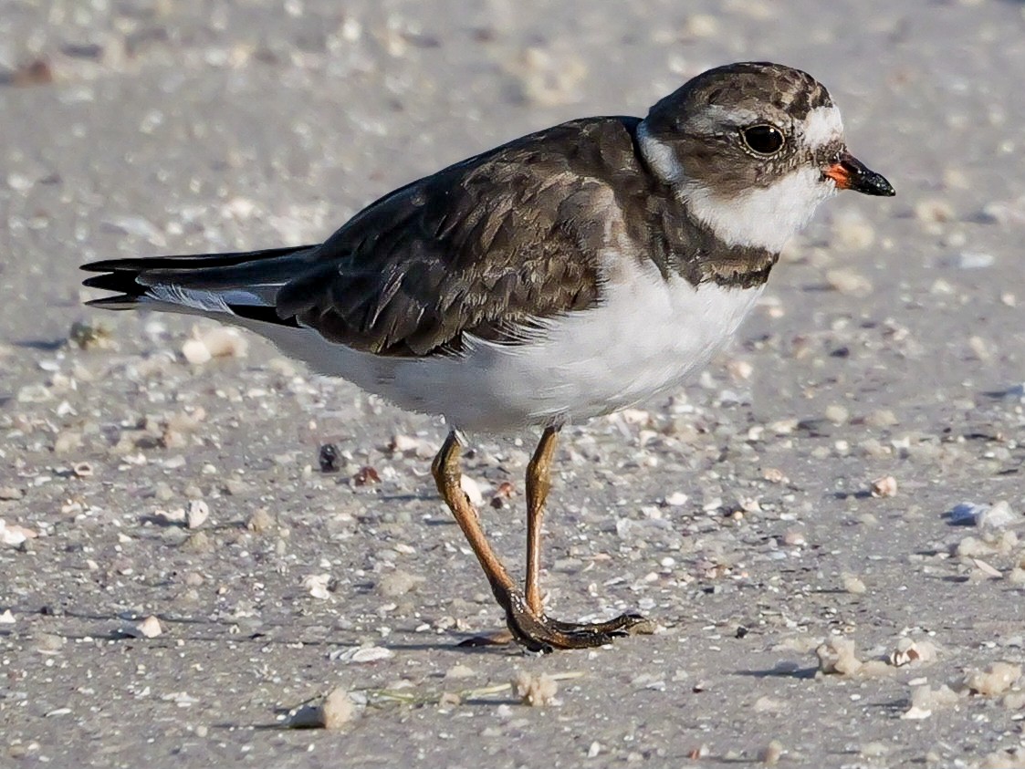 Semipalmated Plover - ML617572381
