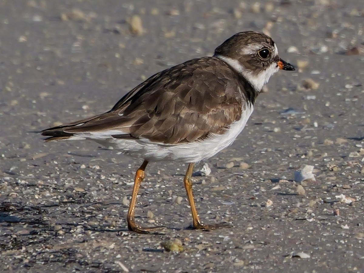 Semipalmated Plover - ML617572382