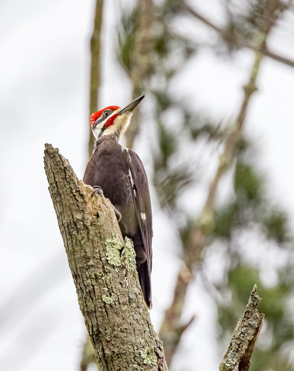 Pileated Woodpecker - Mike Murphy