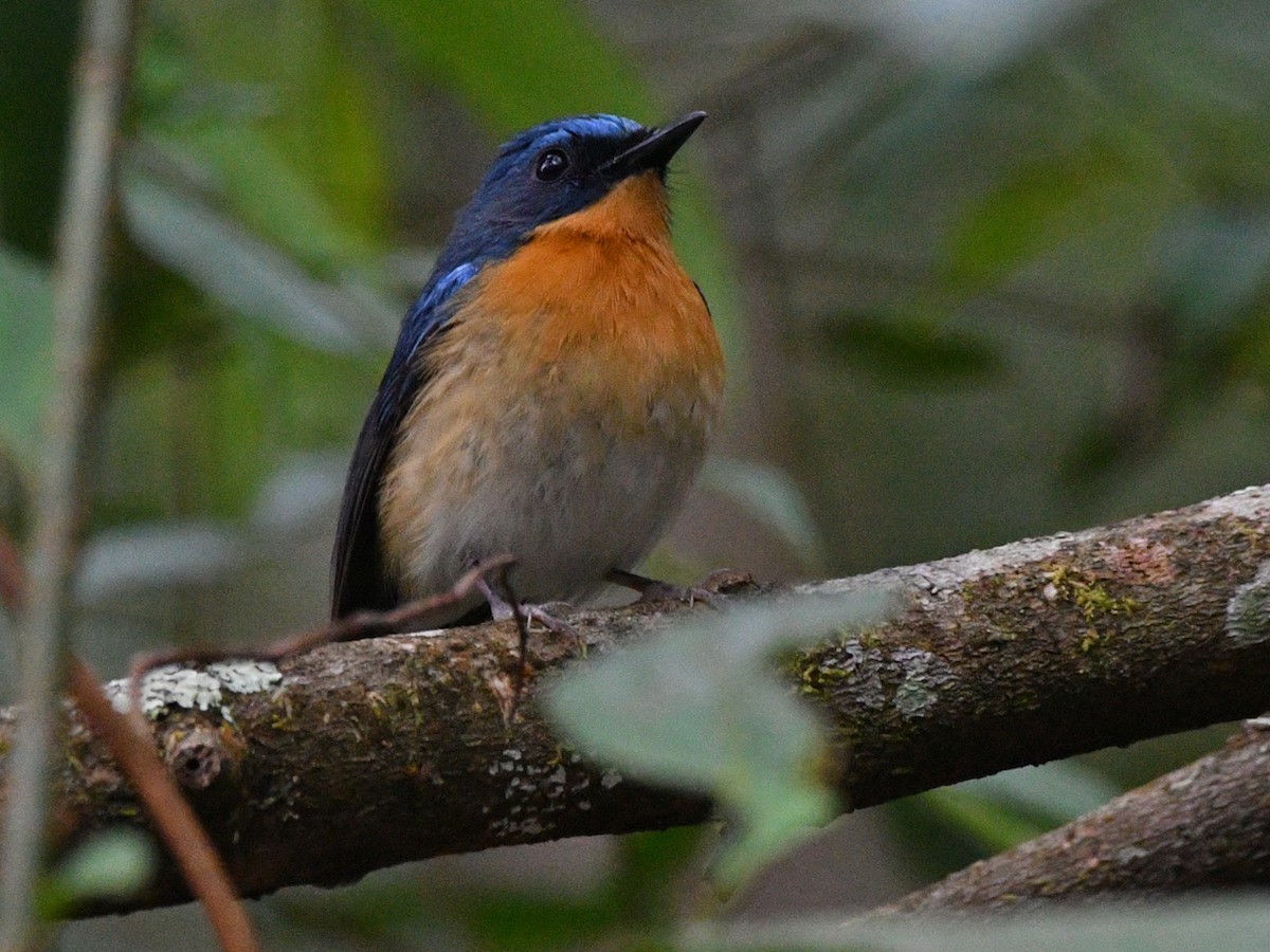 Hill Blue Flycatcher - Brian Carruthers