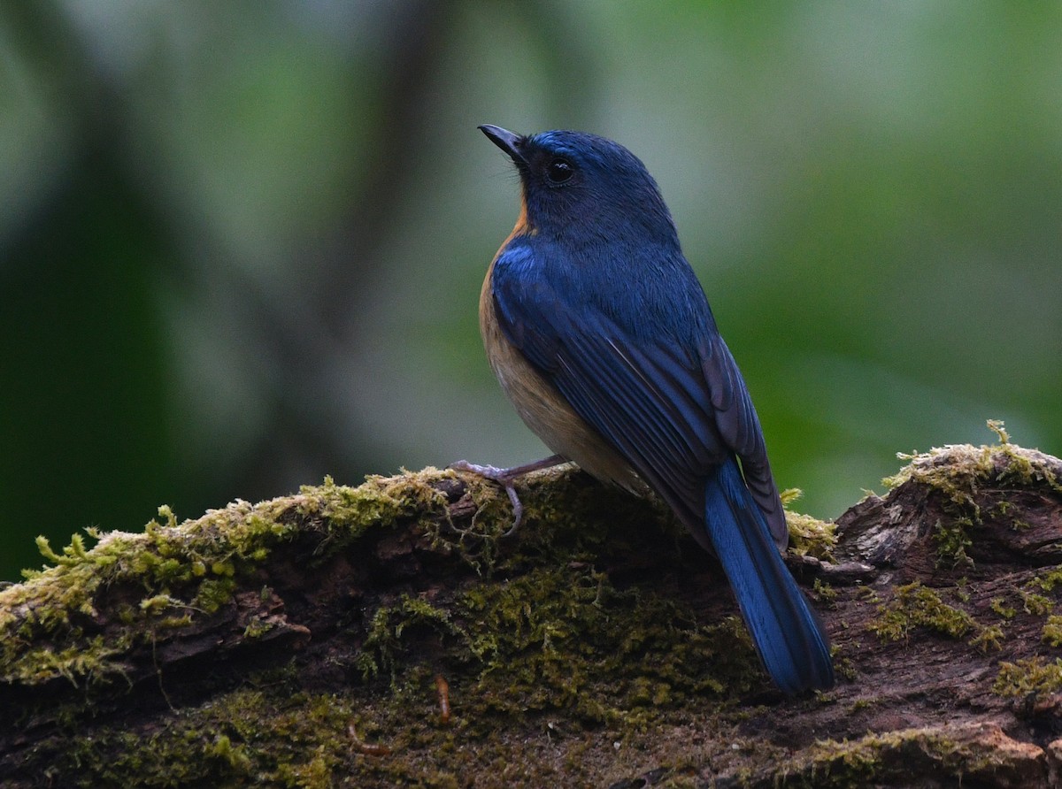Hill Blue Flycatcher - Brian Carruthers